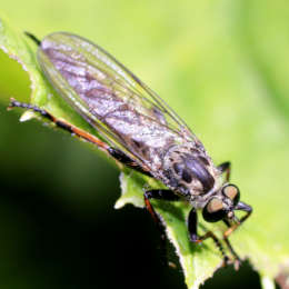 Burschen-Raubfliege