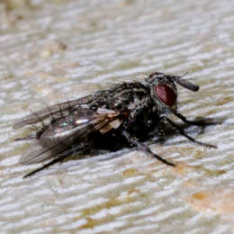 Raupenfliege