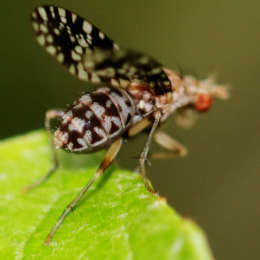 Gepunktete Hornfliege