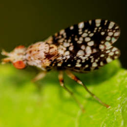 Gepunktete Hornfliege