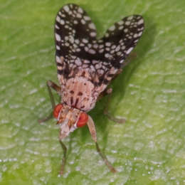 Gepunktete Hornfliege