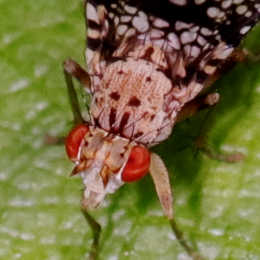 Gepunktete Hornfliege