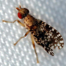 Gepunktete Hornfliege