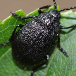 Rainfarn-Blattkäfer