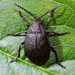 Rainfarn-Blattkäfer