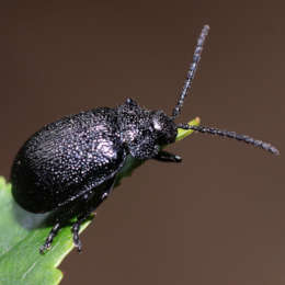 Rainfarn-Blattkäfer