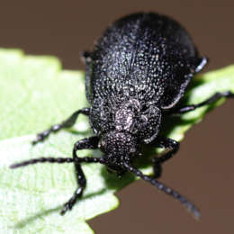 Rainfarn-Blattkäfer