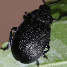 Rainfarn-Blattkäfer