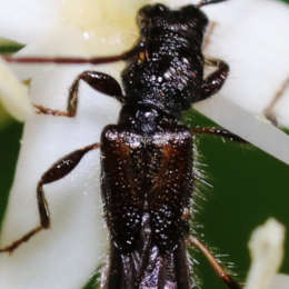 Dunkelschenkliger Kurzdeckenbock