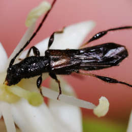 Dunkelschenkliger Kurzdeckenbock