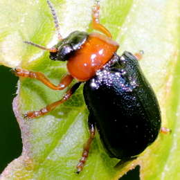 Blattkäfer