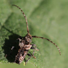 Doppeldorniger Wimpernbock