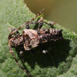 Doppeldorniger Wimpernbock