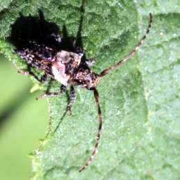 Doppeldorniger Wimpernbock