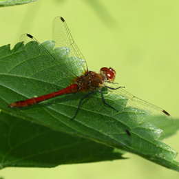 Blutrote Heidelibelle