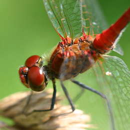 Blutrote Heidelibelle