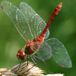 Blutrote Heidelibelle