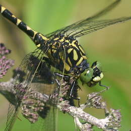 Kleine Zangenlibelle