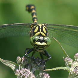 Kleine Zangenlibelle