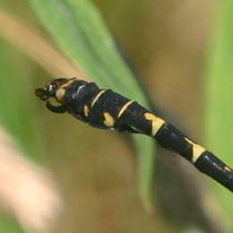 Kleine Zangenlibelle