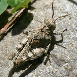 Blauflügelige Ödlandschrecke