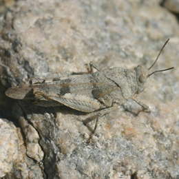 Blauflügelige Ödlandschrecke