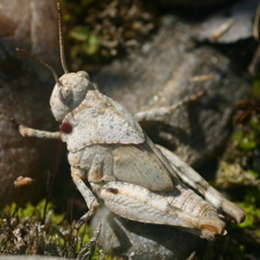 Blauflügelige Ödlandschrecke