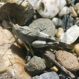 Blauflügelige Ödlandschrecke