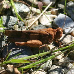 Blauflügelige Ödlandschrecke