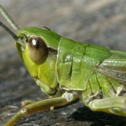 Gemeiner Grashüpfer