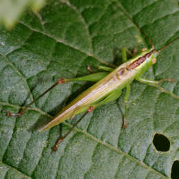 Langflügelige Schwertschrecke