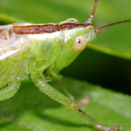 Langflügelige Schwertschrecke