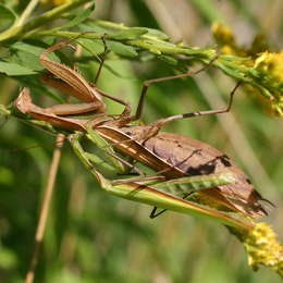 Europäische Gottesanbeterin