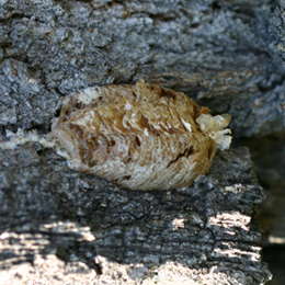 Europäische Gottesanbeterin