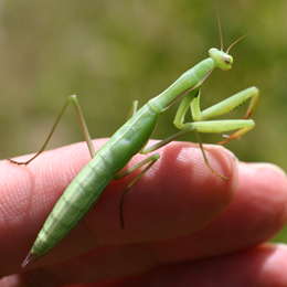 Europäische Gottesanbeterin