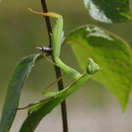 Europäische Gottesanbeterin