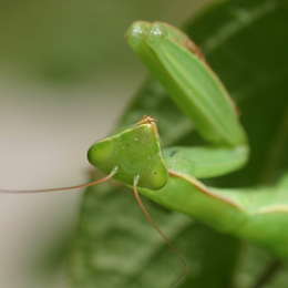 Europäische Gottesanbeterin