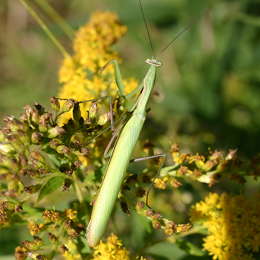 Europäische Gottesanbeterin