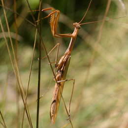 Europäische Gottesanbeterin