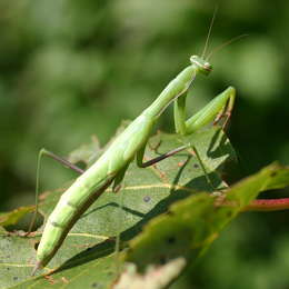Europäische Gottesanbeterin