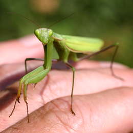 Europäische Gottesanbeterin