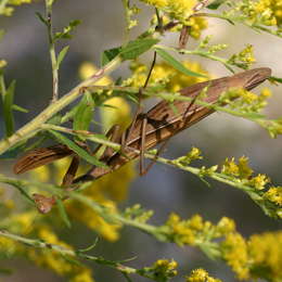 Europäische Gottesanbeterin