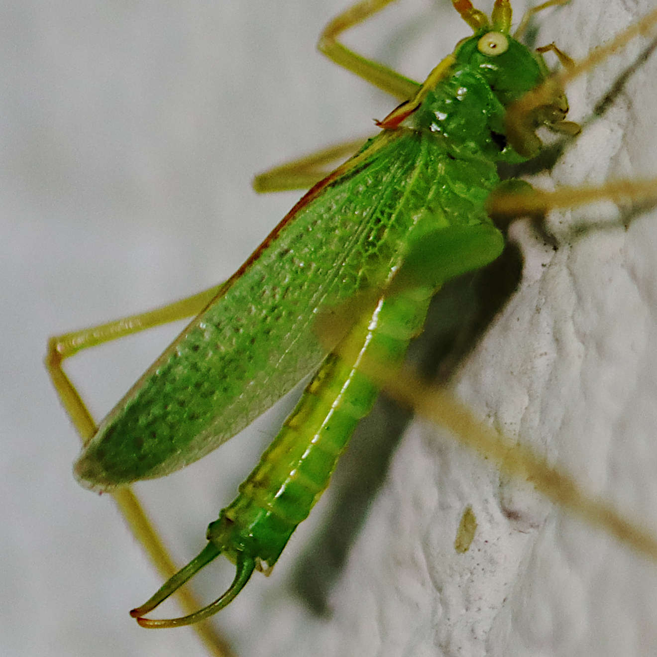 Gemeine Eichenschrecke