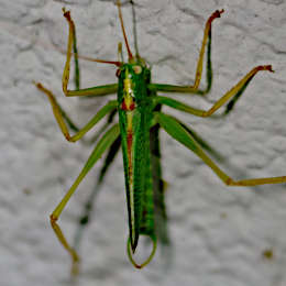 Gemeine Eichenschrecke