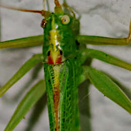 Gemeine Eichenschrecke