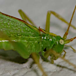 Gemeine Eichenschrecke