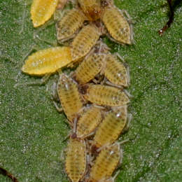 Große Wallnuß-Blattlaus