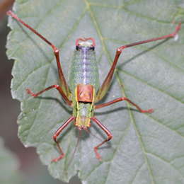 Laubholz Säbelschrecke