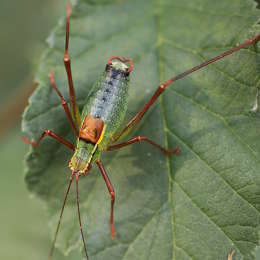 Laubholz Säbelschrecke