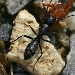 Schwarzgraue Sklavenameise